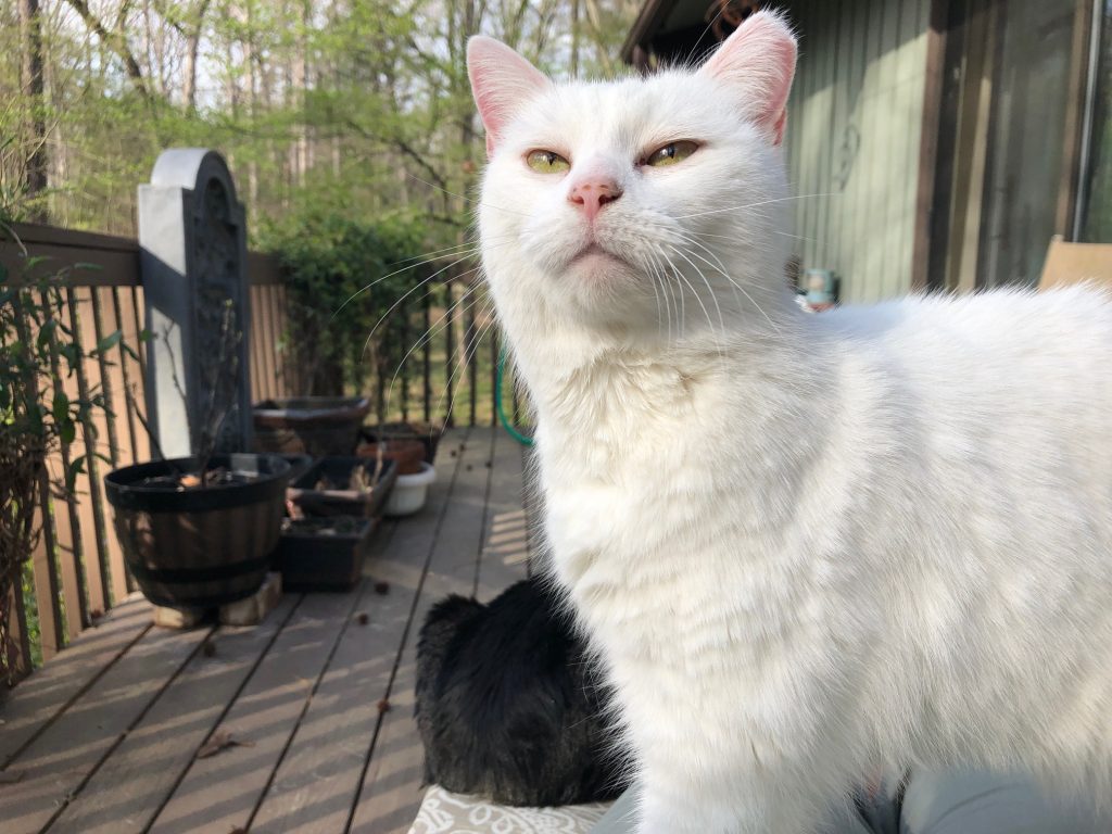 Ashputtle "Puddle" Callison, a very pretty short-haired white kitty with a nice pink nose sitting on a porch with trees in the background