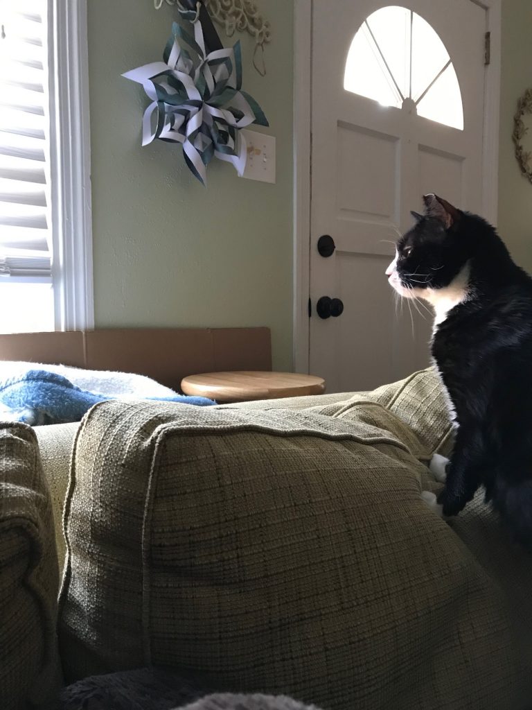 Charlie Lewis, a fat-headed black and white cat standing up with his paws resting on a couch cushion looking out the window