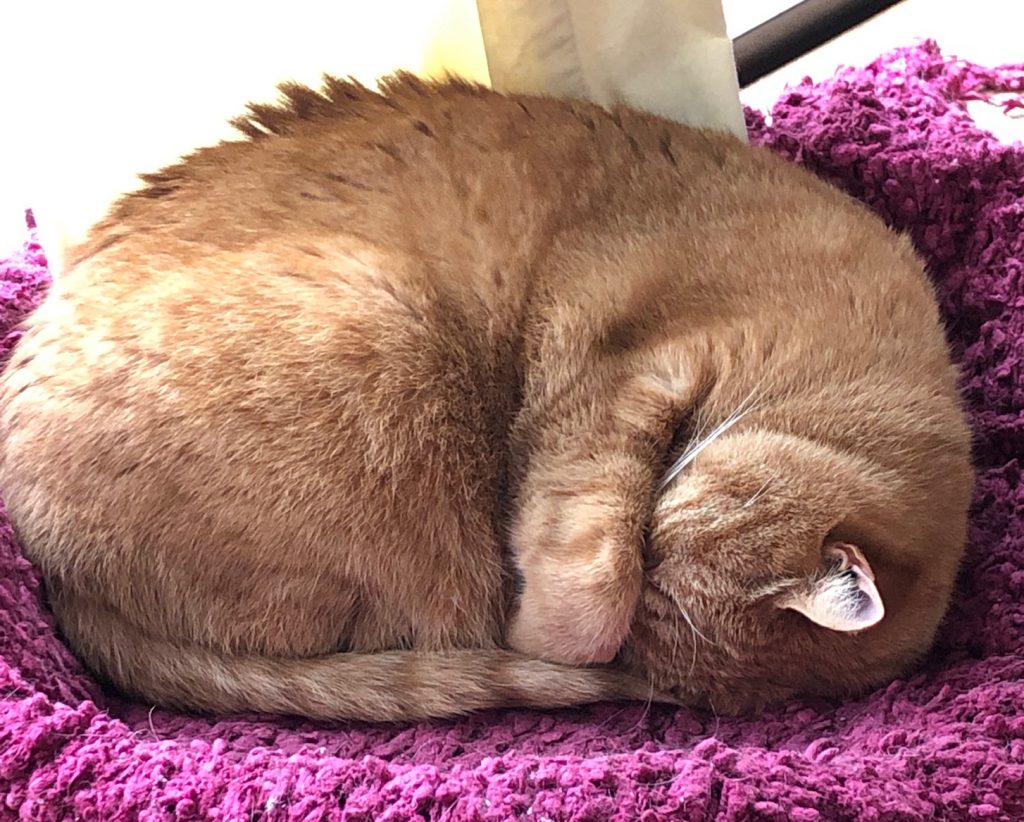 Firefox "Mr. Snuffles" Callison, a croissant-shaped orange tabby cat, sleeping with his paw over his cute little face