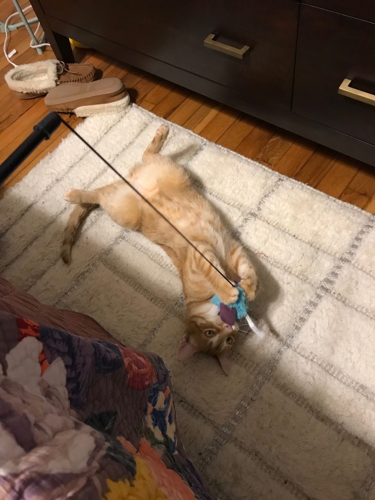 George Lewis, a orange tabby cat on his back on a white carpet, holding onto a blue toy on a string with his front paws