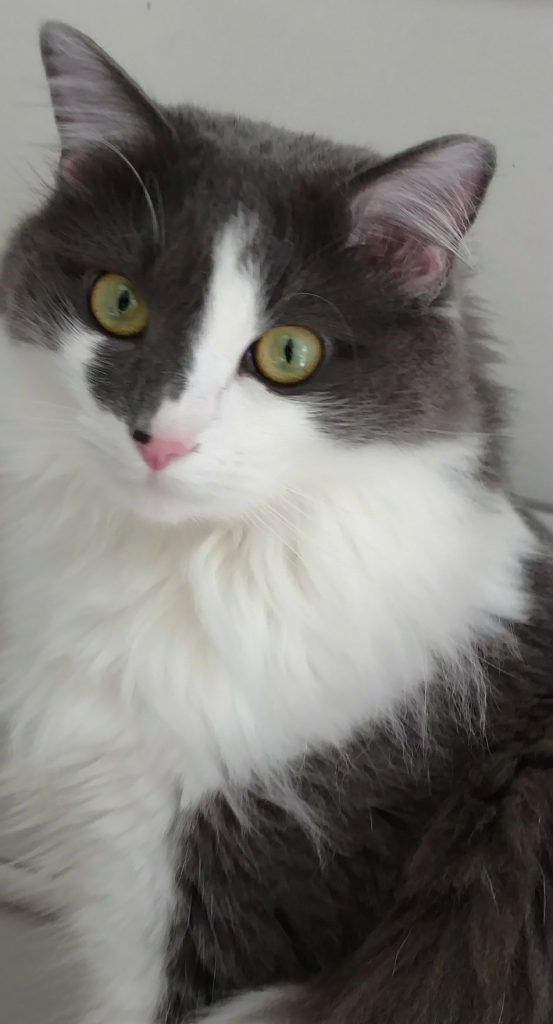 Jake Weaver, a fluffy gray and white cat with a wonderfully pink nose and light green eyes