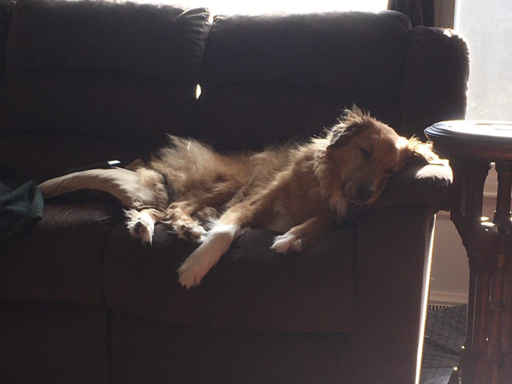 Jix Brooks, a fluffy tan dog with delightful white feet and chest, reclining on a brown couch
