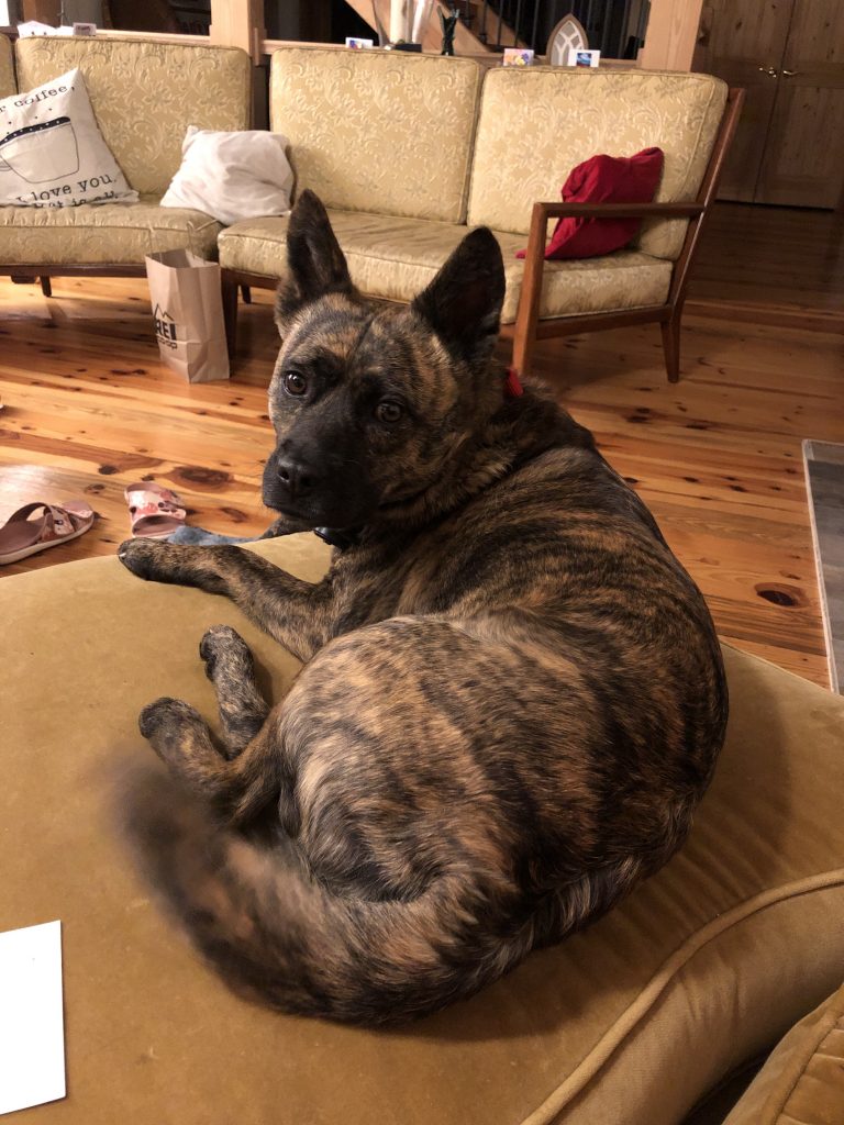 Kira Isaacs, a medium hair brindle dog with a fluffy wagging tail and perky black ears, sitting on a tan ottoman