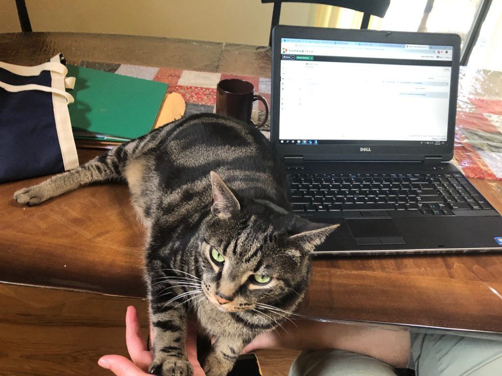 Pumbaa "Poom" Callison, an attentive brown tabby cat with green eyes sitting next to a laptop with his front paws resting in a human hand