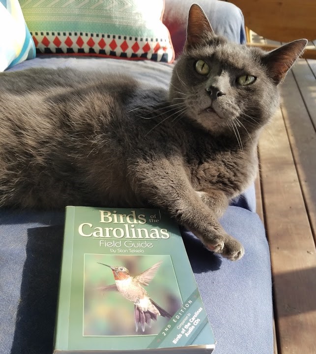 Royal Tenenbaum Humphrey, a handsome short-haired all gray cat reclining on a porch with a bird book in front of him