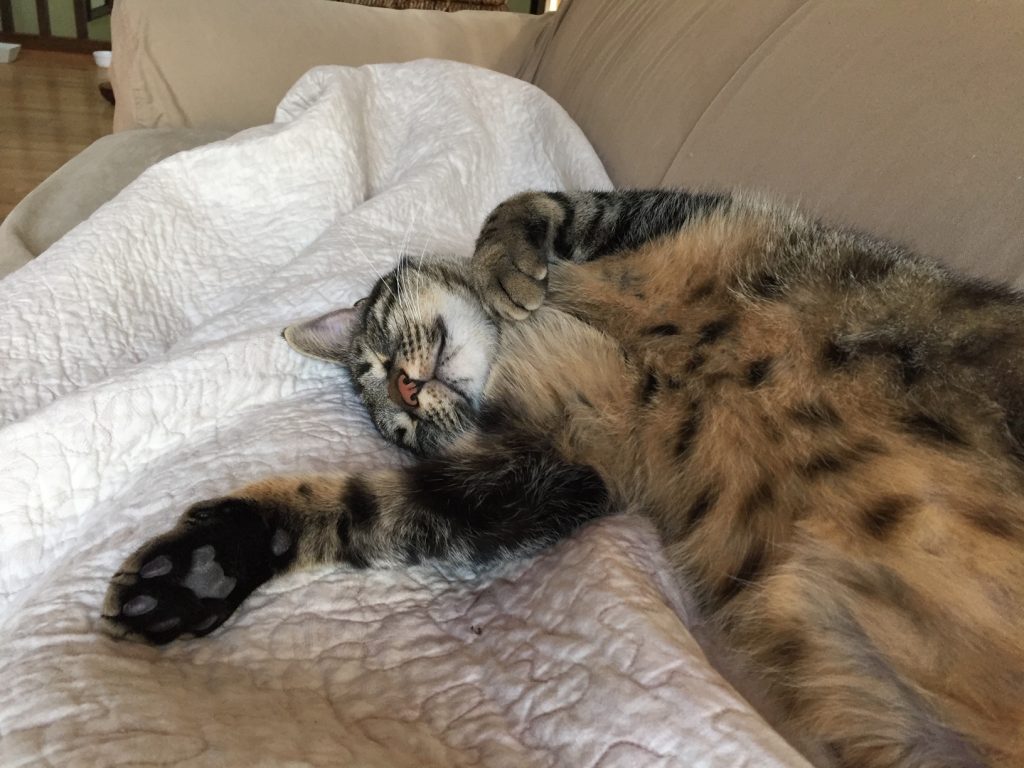 Timon Callison, a large brown and white tabby cat sprawled out on a white blanket showing off fabulous black belly spots