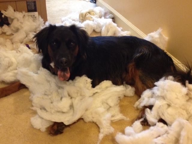 Zak Isaacs, a black and tan medium hair, medium sized dog shown in a pile of fluff from tearing apart a pillow
