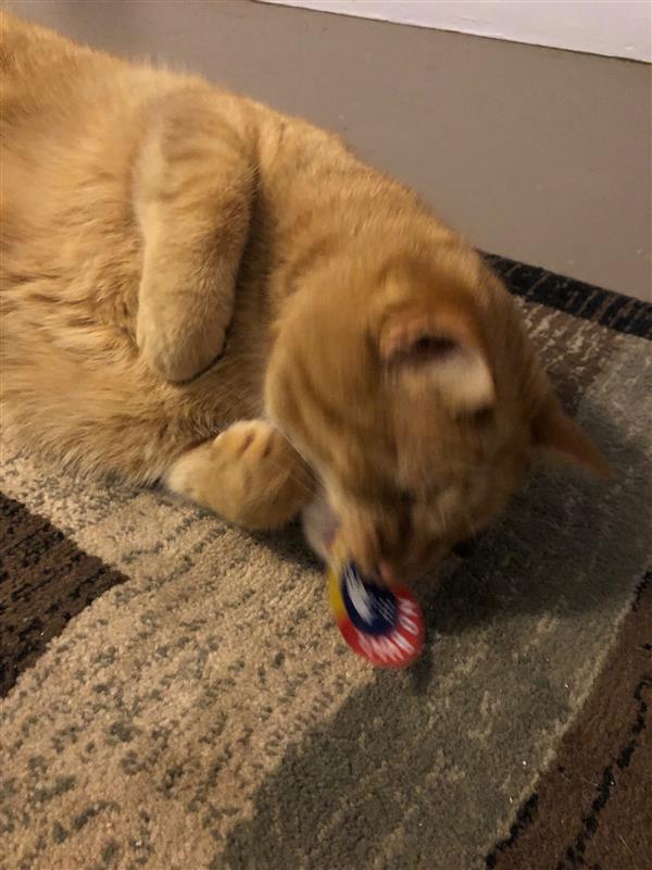 A very handsome orange kitty named Mr. Snuffles who is blurry because he is biting his I Voted sticker.