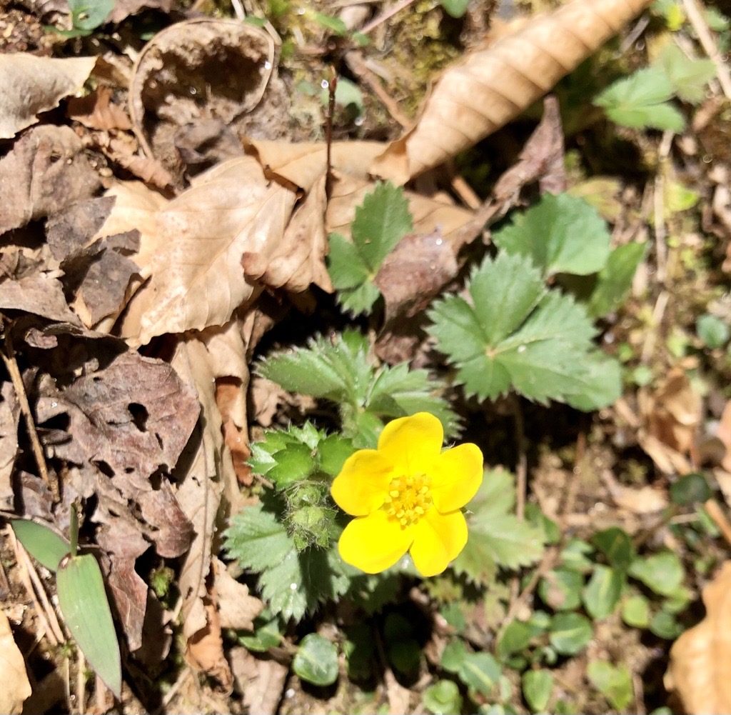 Small yellow flower with 5 petals.
