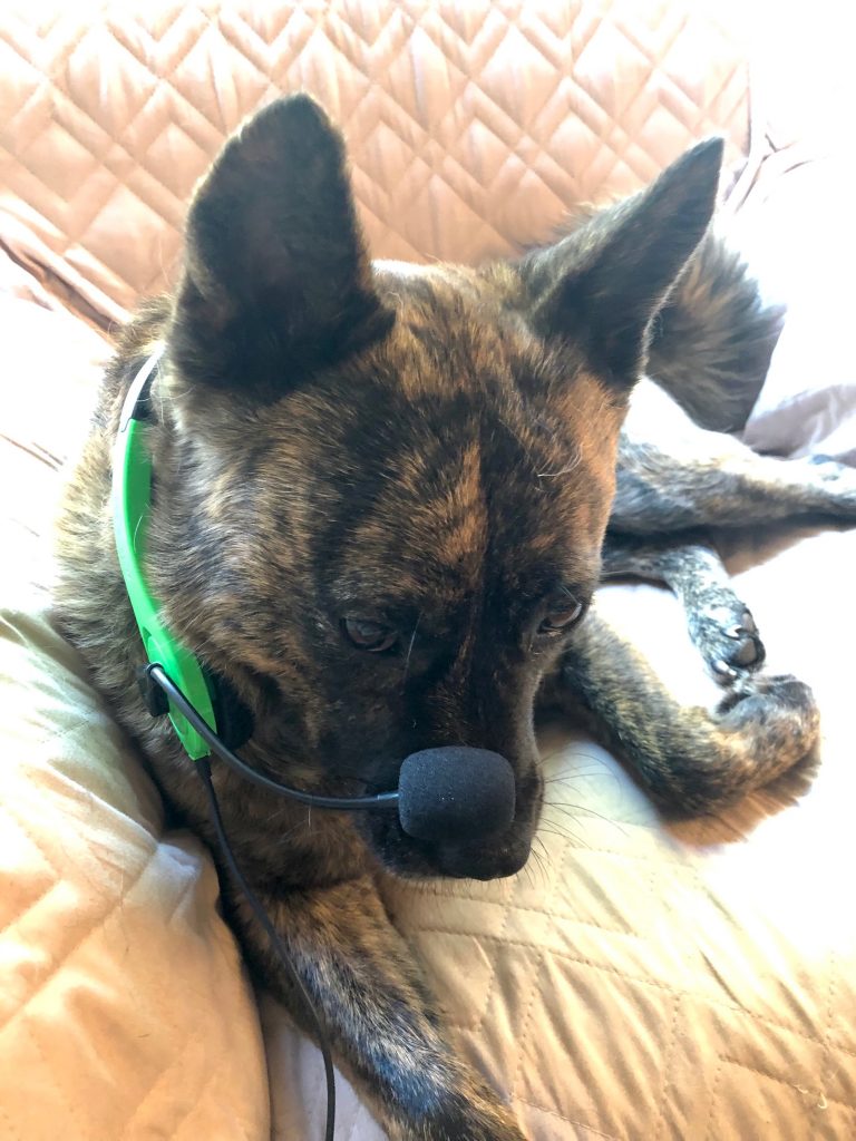 Kira, a brindle doggy, looks despondent with a headset mic around her head