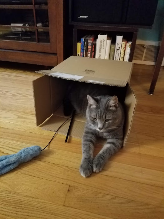 Sumo, a gray tabby with a very cute round head, sits in a box fort
