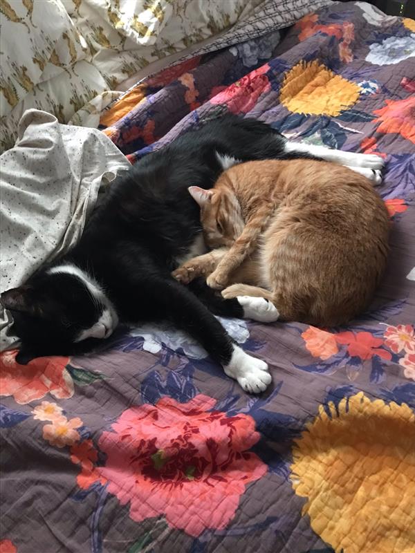 Charlie, a black and white cat, snuggles George, a smaller orange tabby cat who is curled up like a shrimp