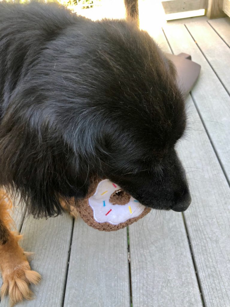 Zak, a fluffy black and brown doggy, holds a toy doughnut in his mouth