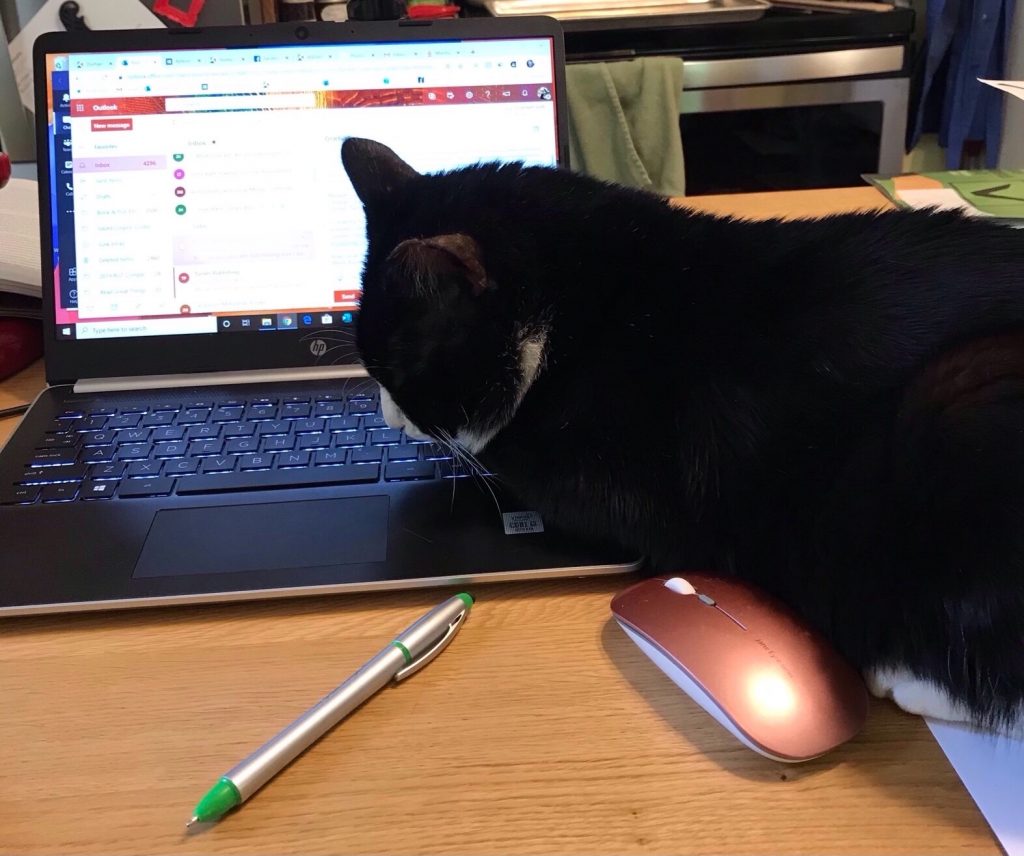 charlie, a tuxedo cat, rests on a laptop