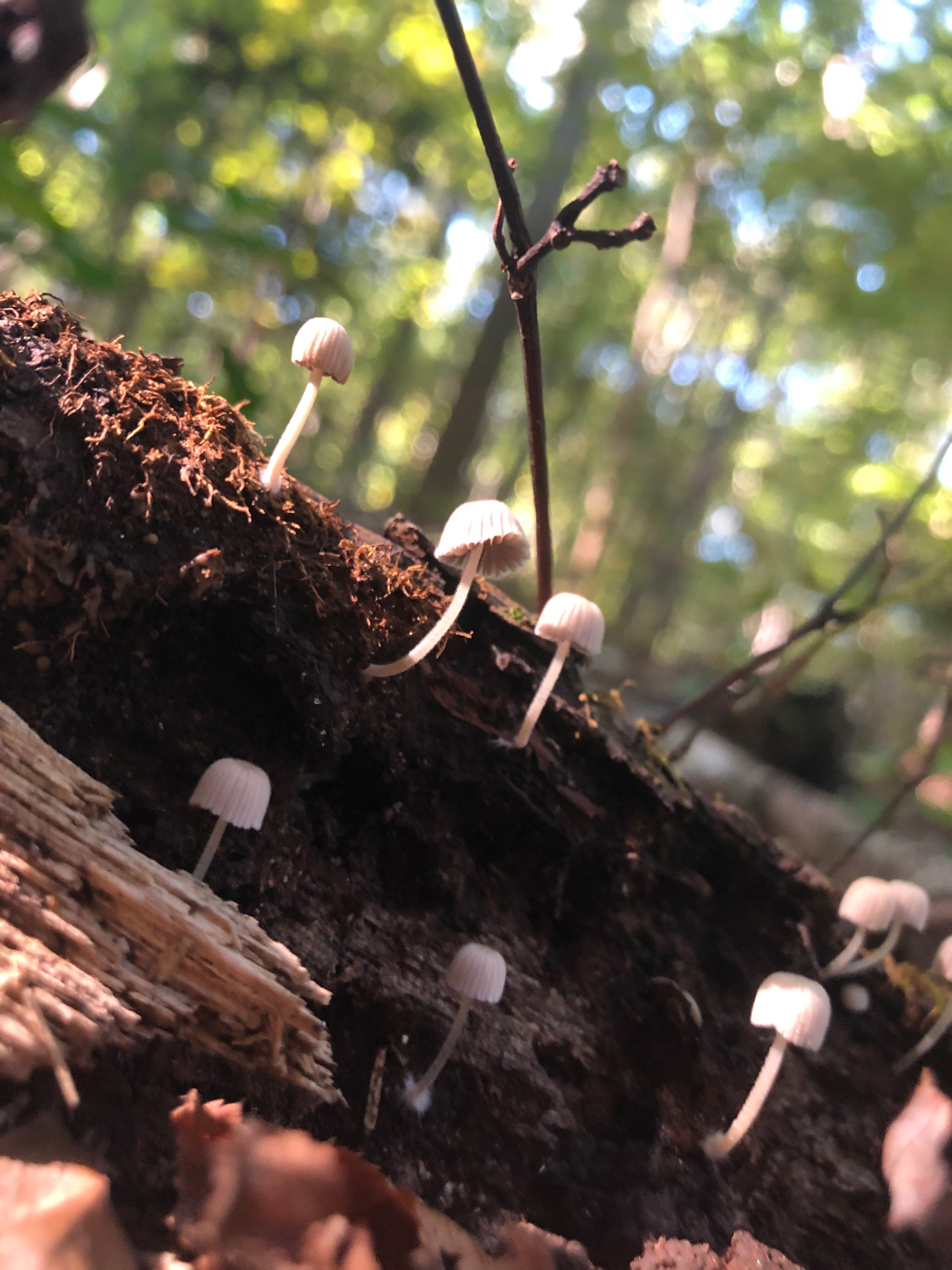 small mushrooms on log.
