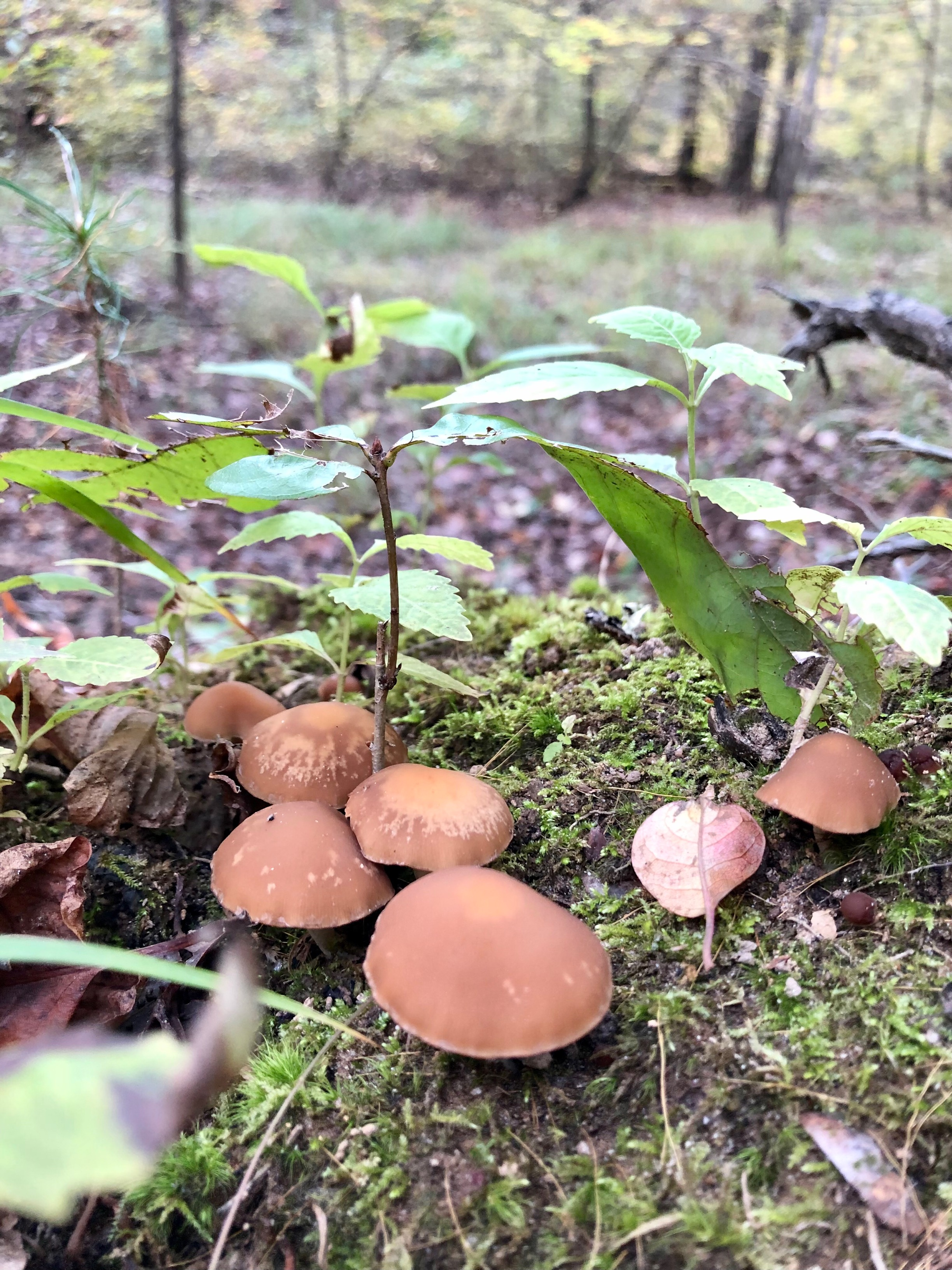Small brown mushrooms.
