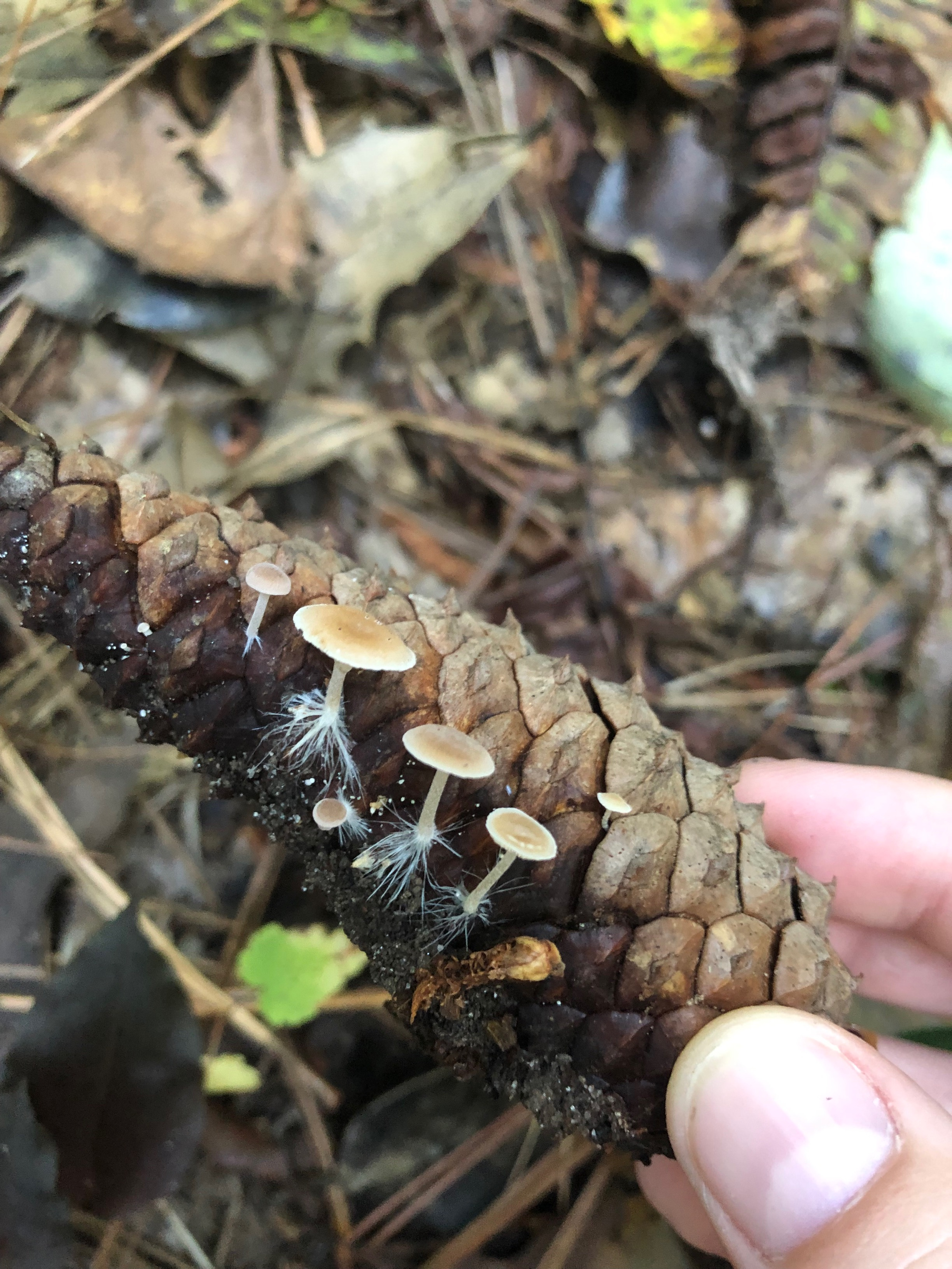 tiny mushrooms growing from a small pinecone.