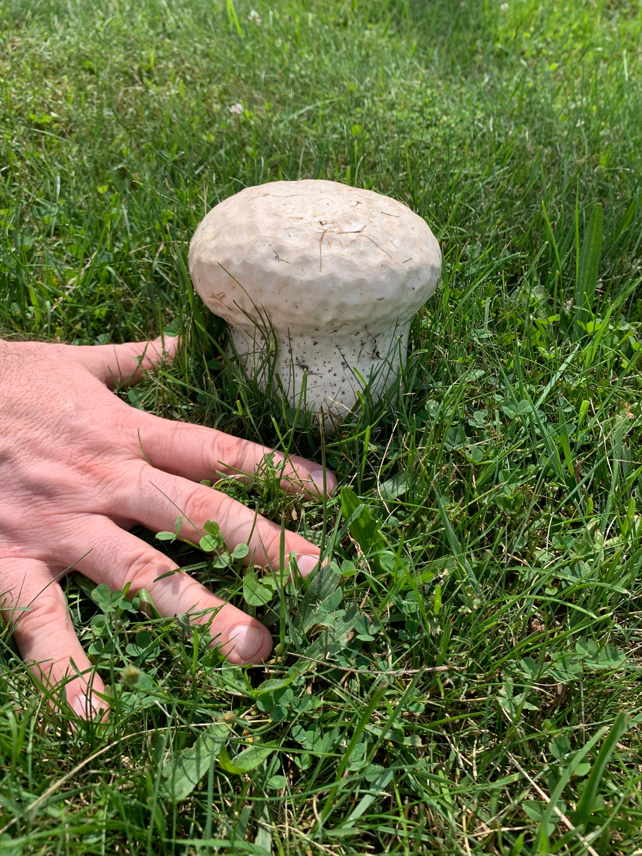 puffball mushroom.