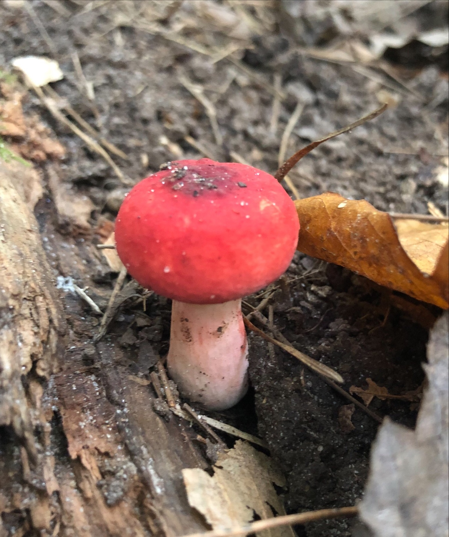 Mushroom with a red top.
