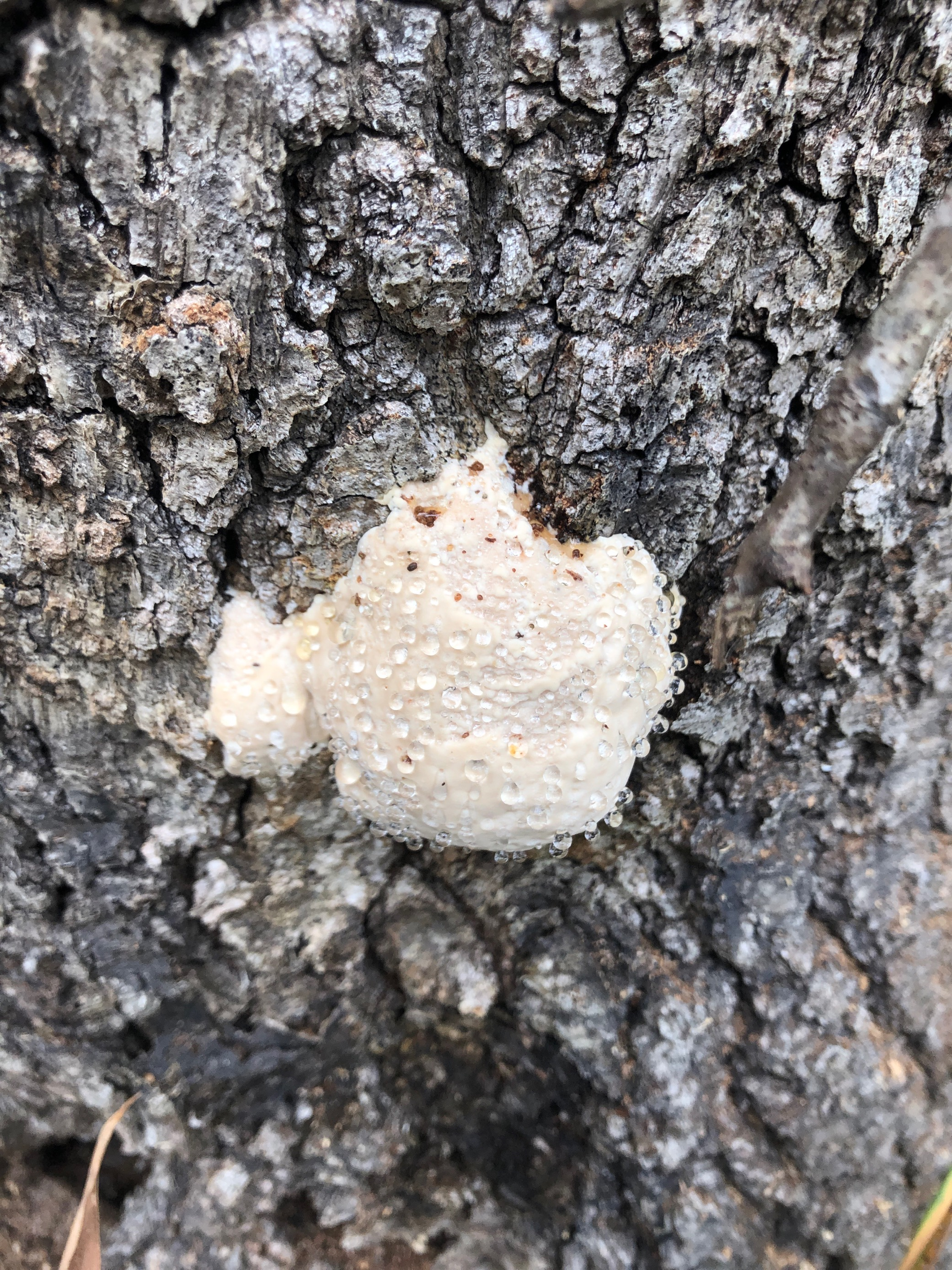 wet white fungus on bark.