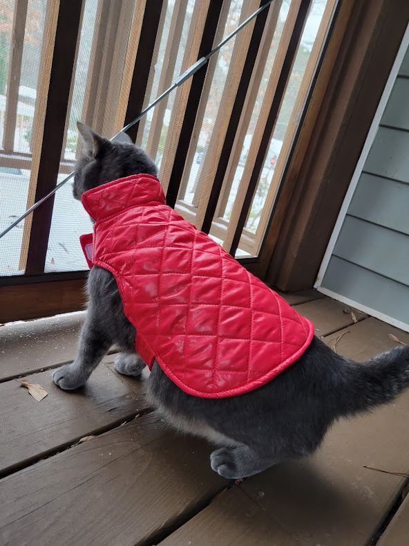 Sumo Humphrey, a precious little gray cat, looks out the screen door at snow while wearing an adorable red, puffy cat jacket