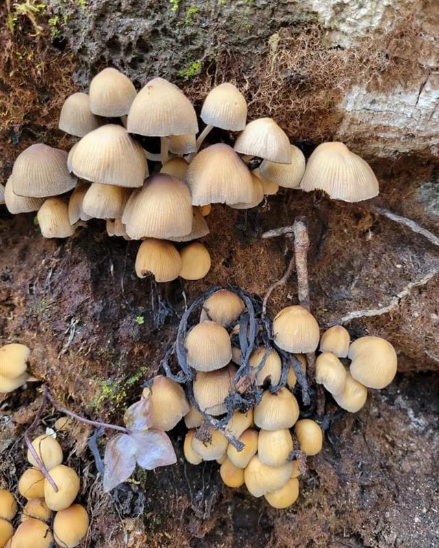 mushrooms at Pinnacle Park in Sylva, NC