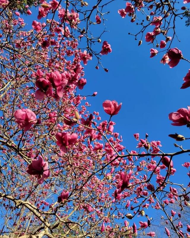 pink magnolia flowers in Durham, NC